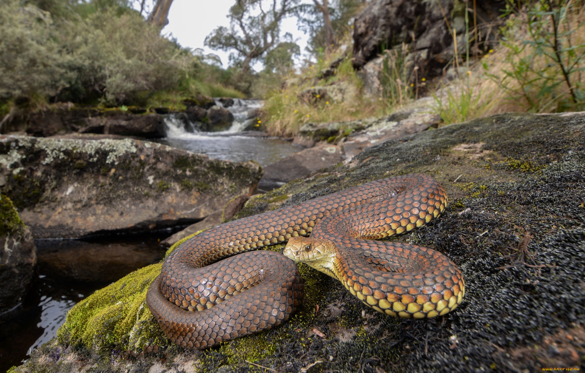 highlands copperhead, , ,  ,  , 